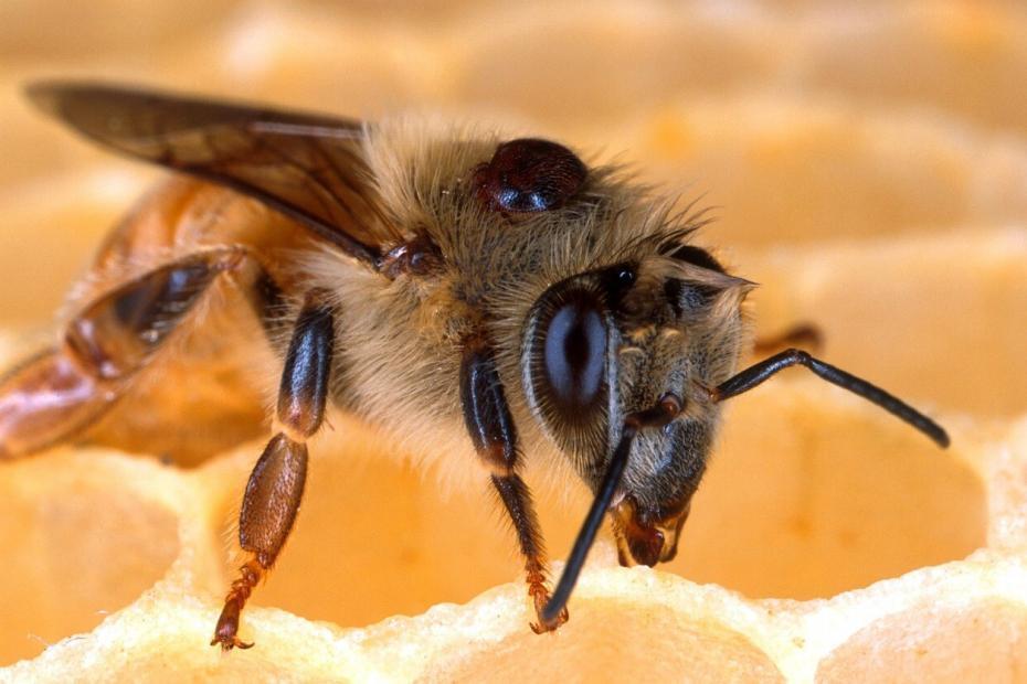 Bees are Dying at a Shocking Rate Bees are Dying at a Shocking Rate