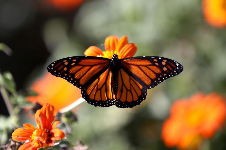 How Can We Save the World’s Insects? How Can We Save the World’s Insects?