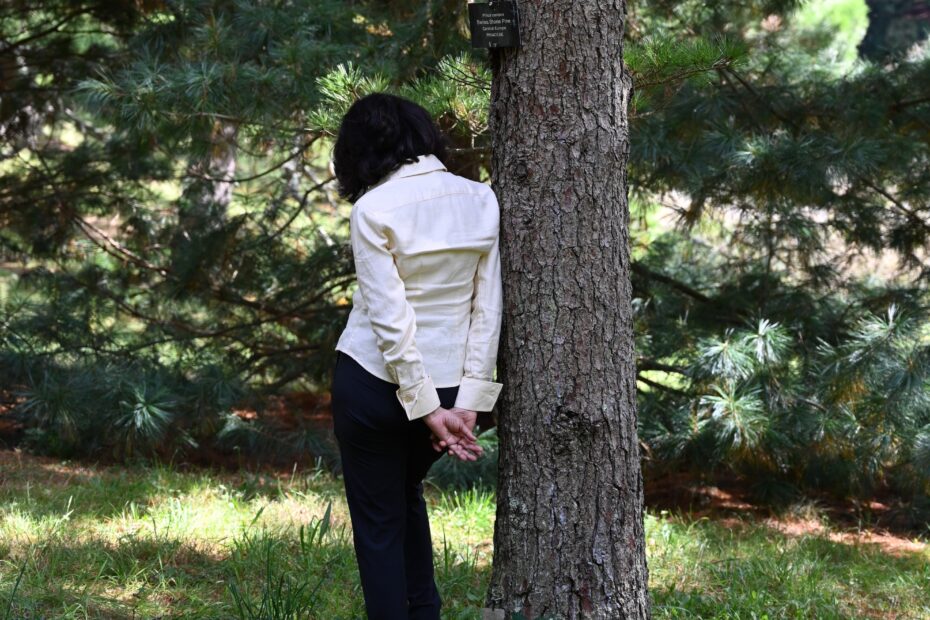 Harvard Doctors are Forest Bathing