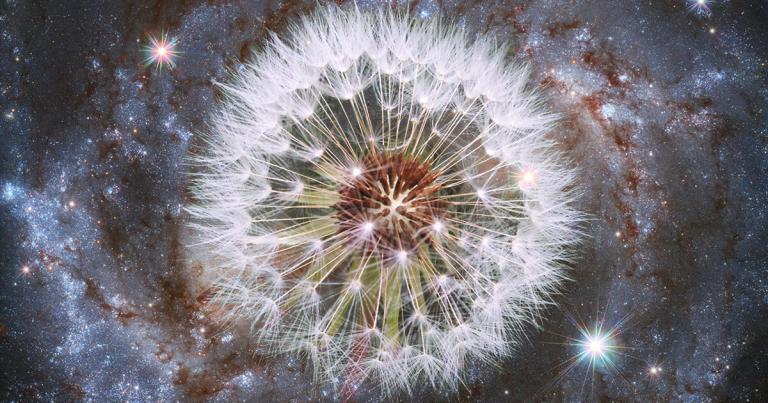 The Dandelion and the Meaning of Life: G.K. Chesterton on How to Live in Wonder